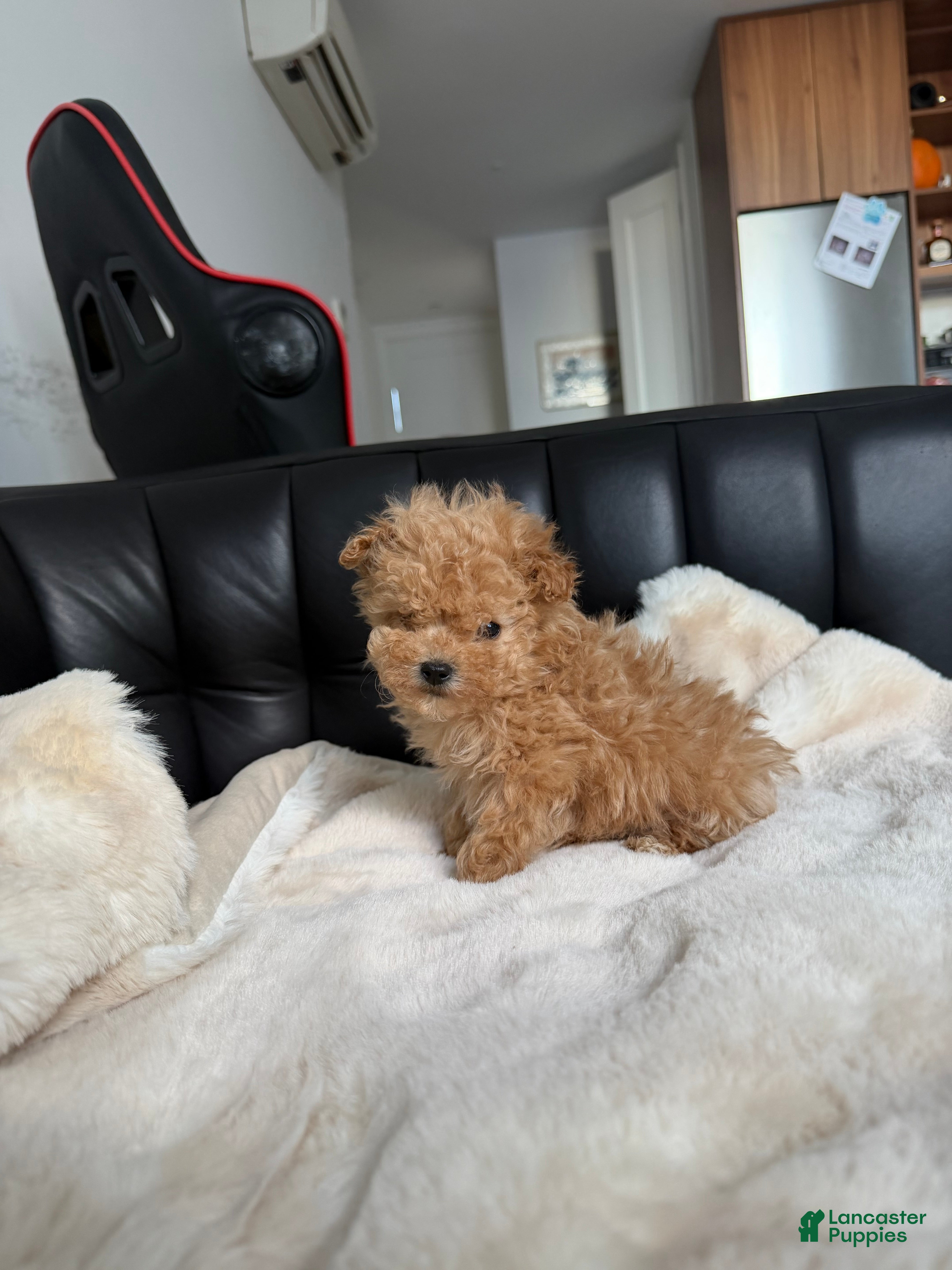 Toy Poodle dogs Teacup rocky - Ad 11