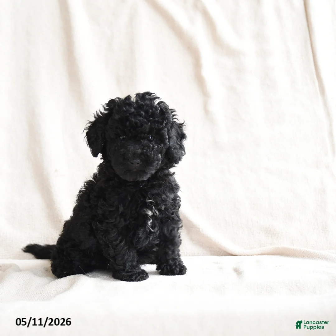 Miniature Poodle dogs for sale: Holly - Ad 2
