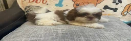 Shih Tzu dogs for sale: Lucy - Ad 2