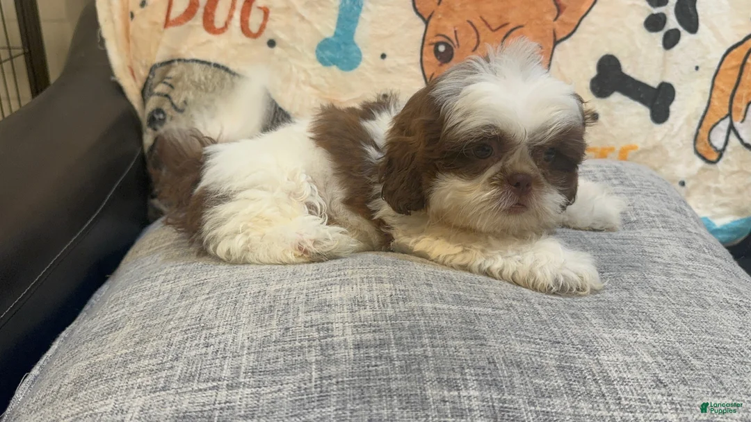 Shih Tzu dogs for sale: Lucy - Ad 2