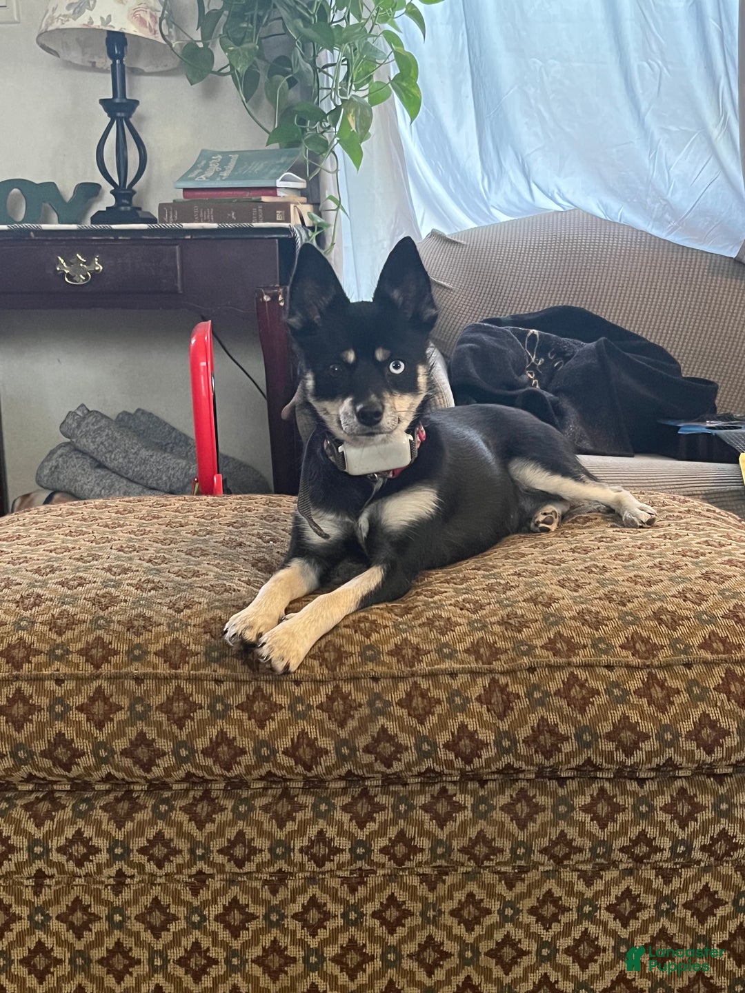 Mixed Breed dogs for sale: Victra - Ad 10