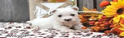 West Highland Terrier dogs for sale: Wendy - Ad 2