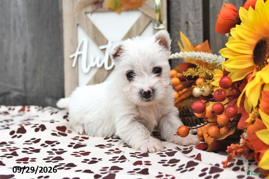 West Highland Terrier dogs for sale: Wendy - Ad 2