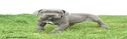 Cane Corso dogs for sale: Rookie - Ad 13