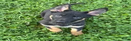 German Shepherd dogs for sale: Maserati - Ad 3