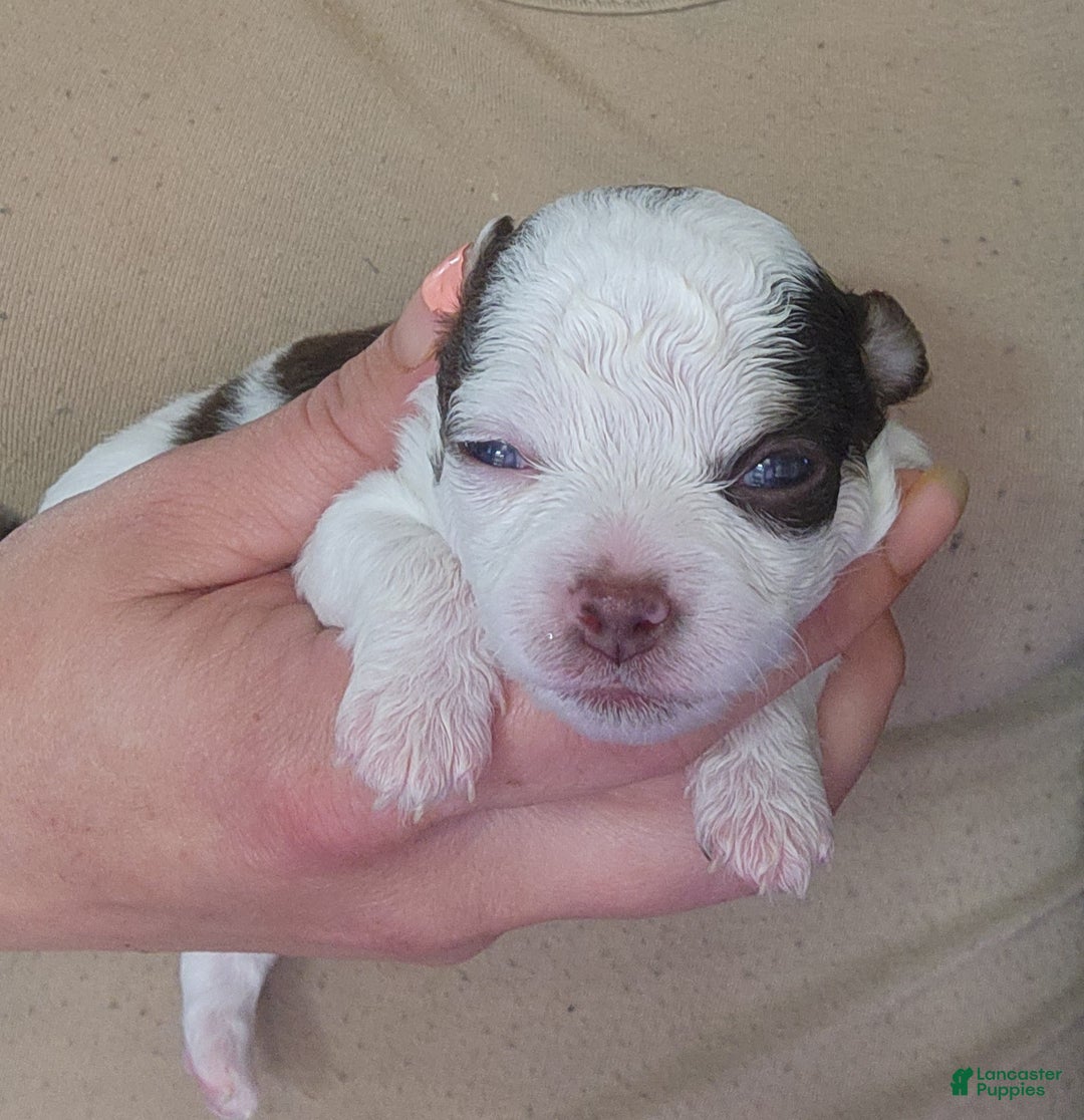 Chihuahua dogs for sale: Macadamia - Ad 2