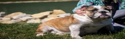 English Bulldog dogs for sale: Otis - Ad 6