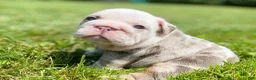 English Bulldog dogs for sale: Daisy - Ad 9