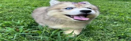 Siberian Husky dogs for sale: RISA - Ad 14