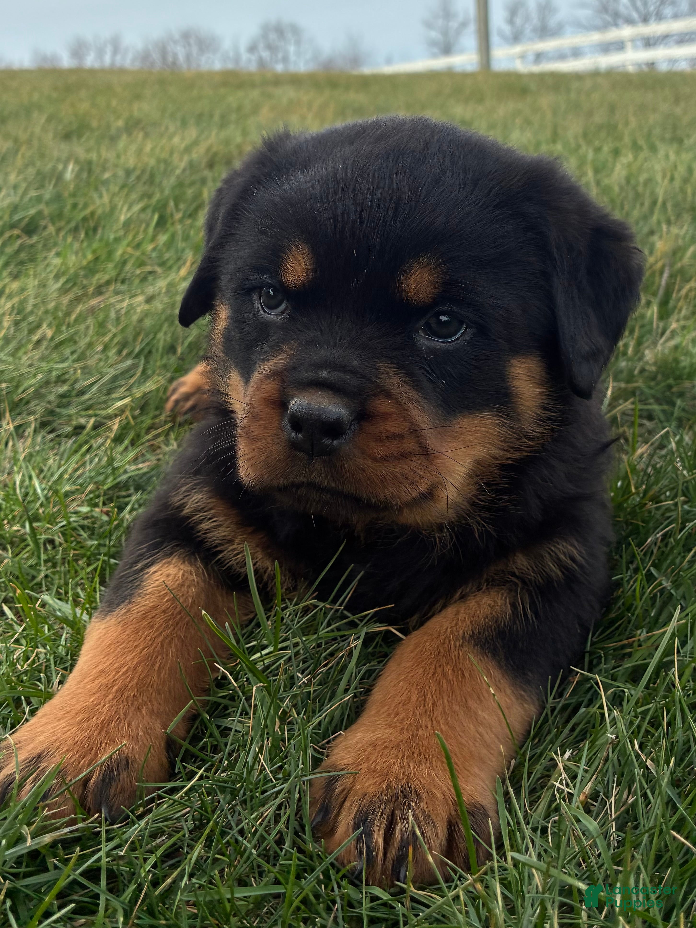 Rottweiler dogs Becca - Ad 1