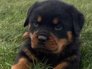 Rottweiler dogs for sale: Becca - Ad 1