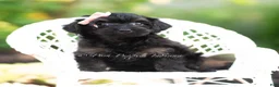 Yorkiepoo dogs for sale: Ariel - Ad 6