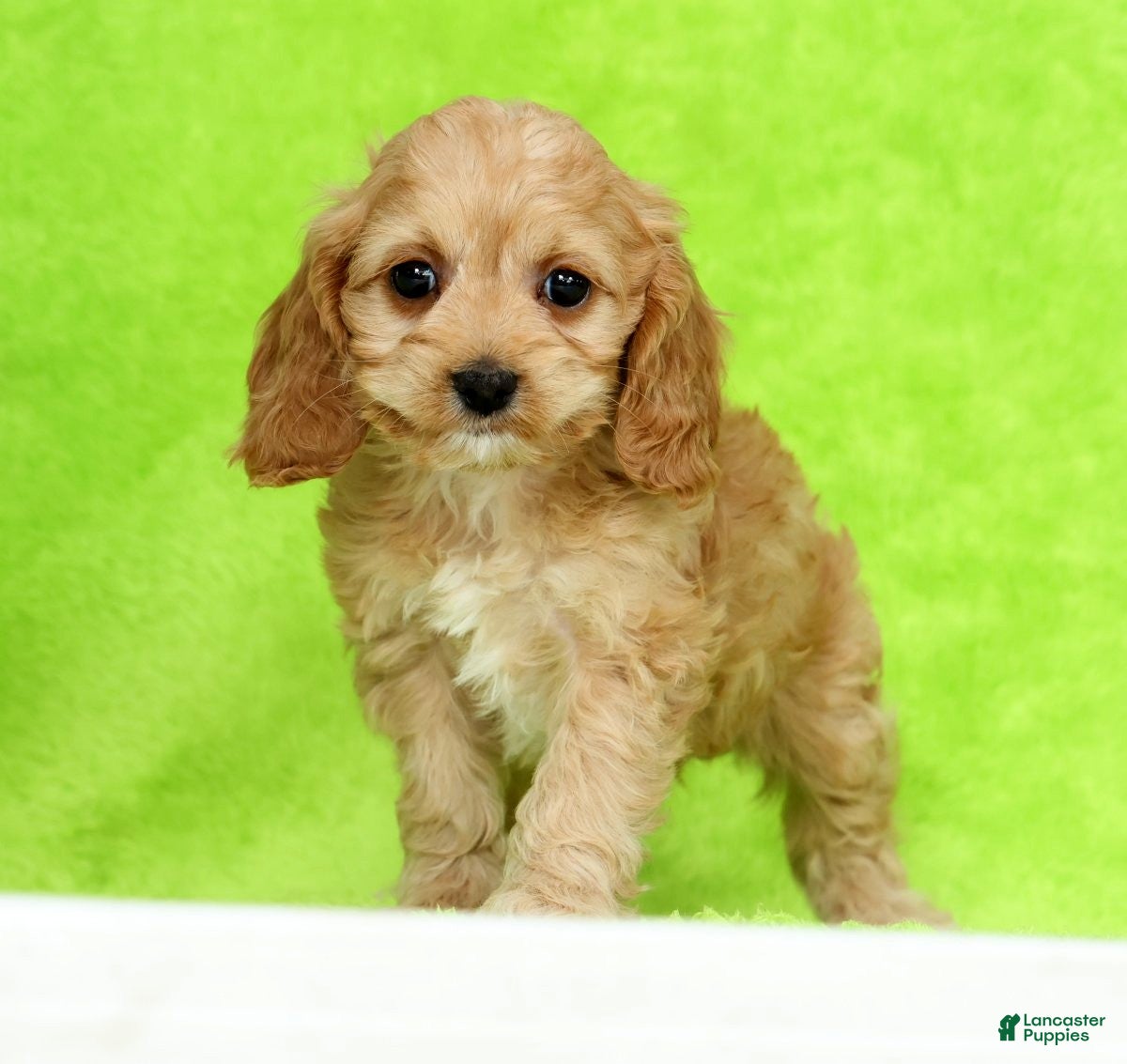 Cockapoo dogs Jupiter - Ad 1