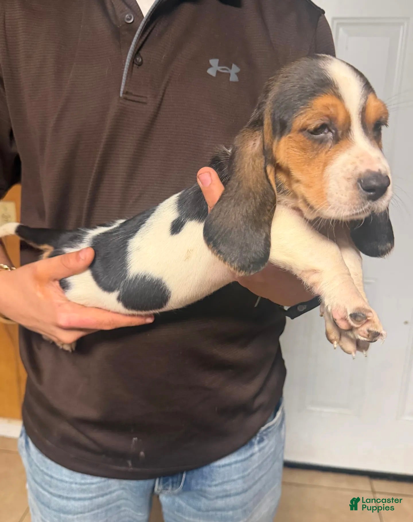 Basset Hound dogs for sale: Crystal Girl - Ad 3