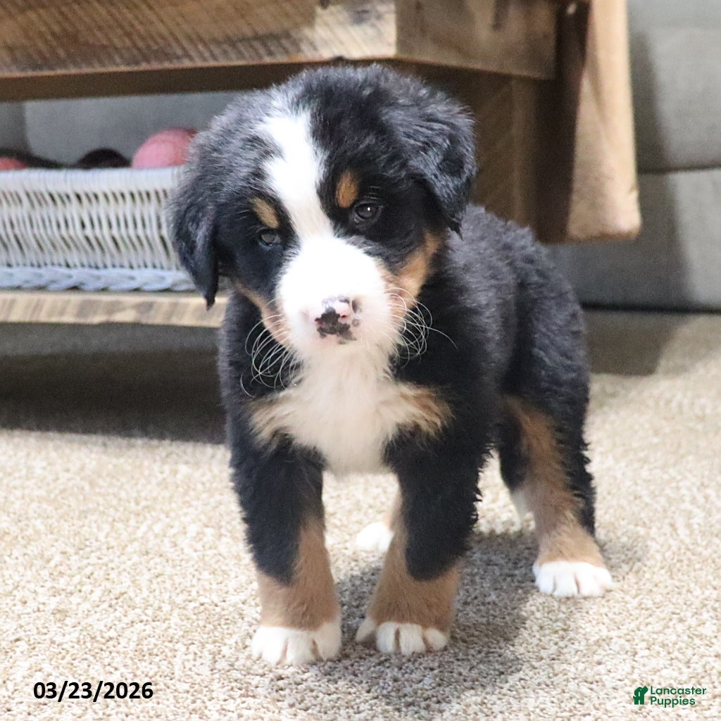 Bernese Mountain Dog dogs Murphy - Ad 2