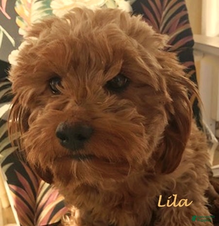 Mixed Breed dogs Lila - Ad 6