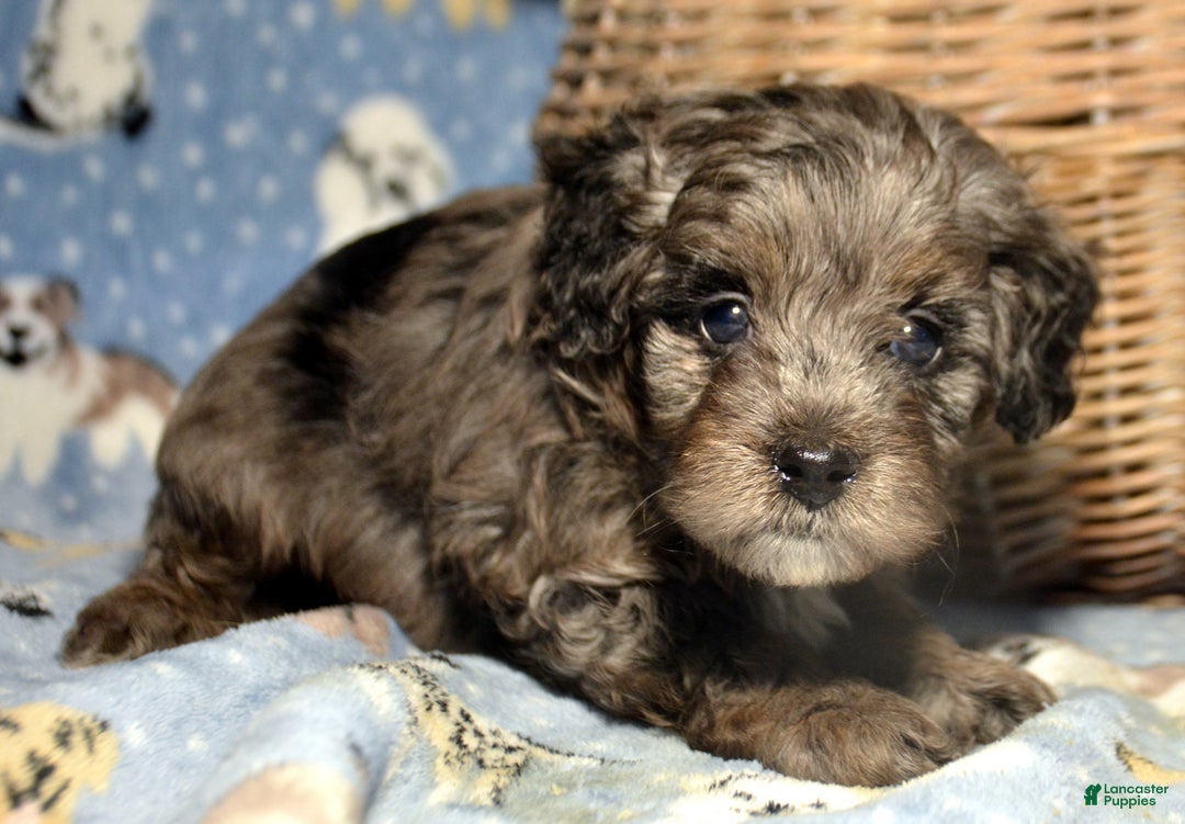 Mini Bernedoodle dogs for sale: Micro Bernedoodle Puppy 2 Baxter - Ad 3