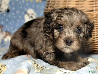 Mini Bernedoodle dogs Micro Bernedoodle Puppy 2 Baxter - Ad 41
