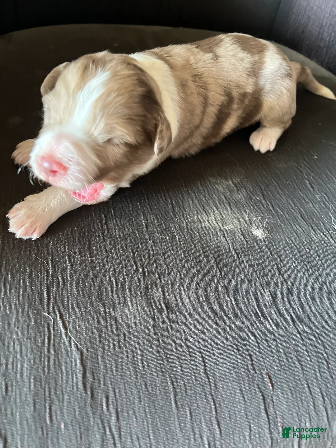 Aussiedoodle dogs for sale: Aussiedoodle Puppy 5 - Ad 2