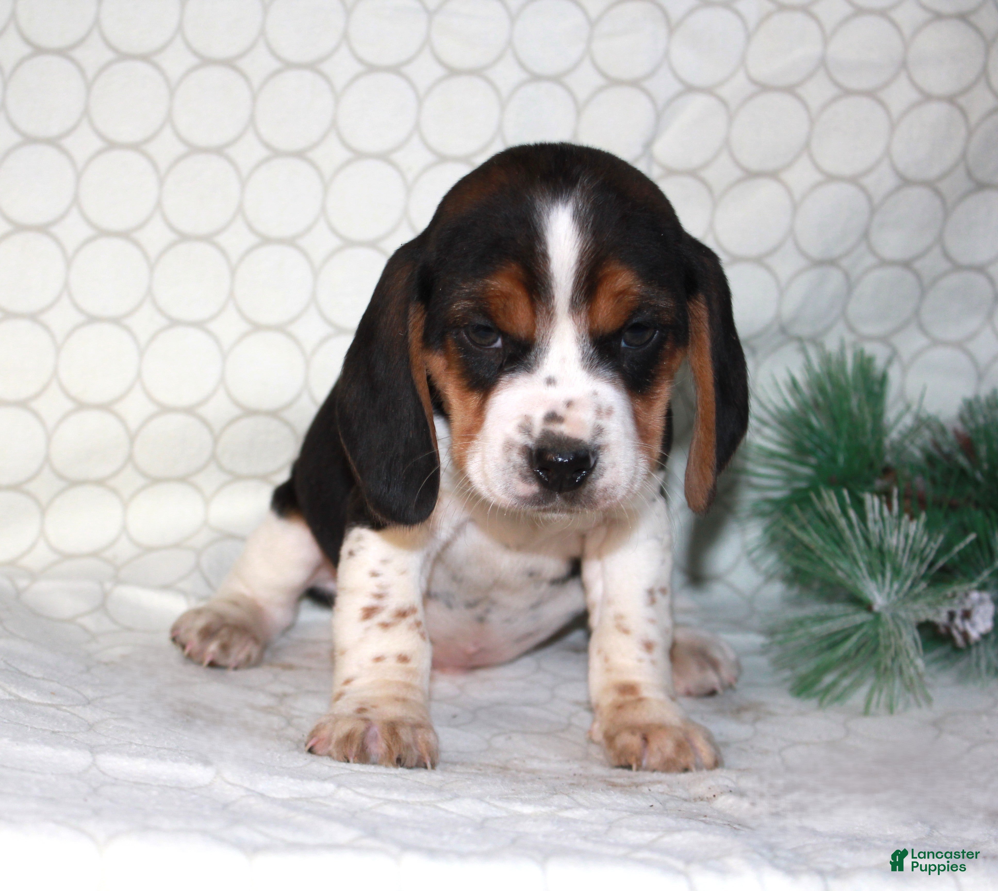 Beagle dogs Mason - Ad 2