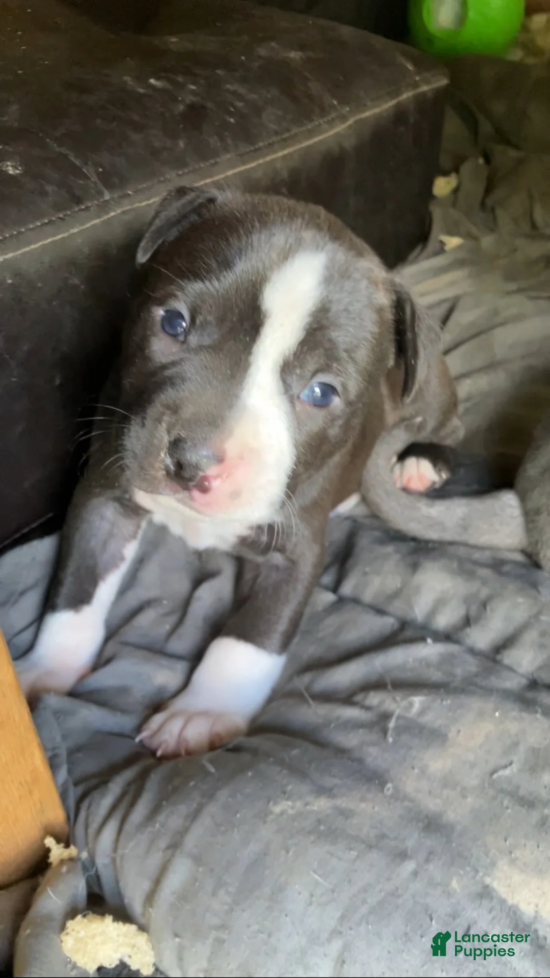American Pit Bull Terrier dogs for sale: American Pit Bull Terrier 5 - Ad 1
