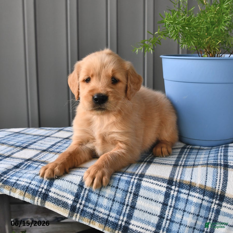 Golden Retriever dogs for sale: Amber - Ad 4