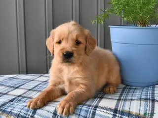 Golden Retriever dogs for sale: Amber - Ad 4