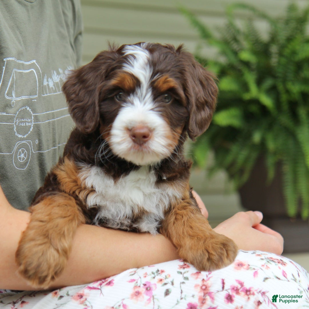 Gallery Image {{count}}