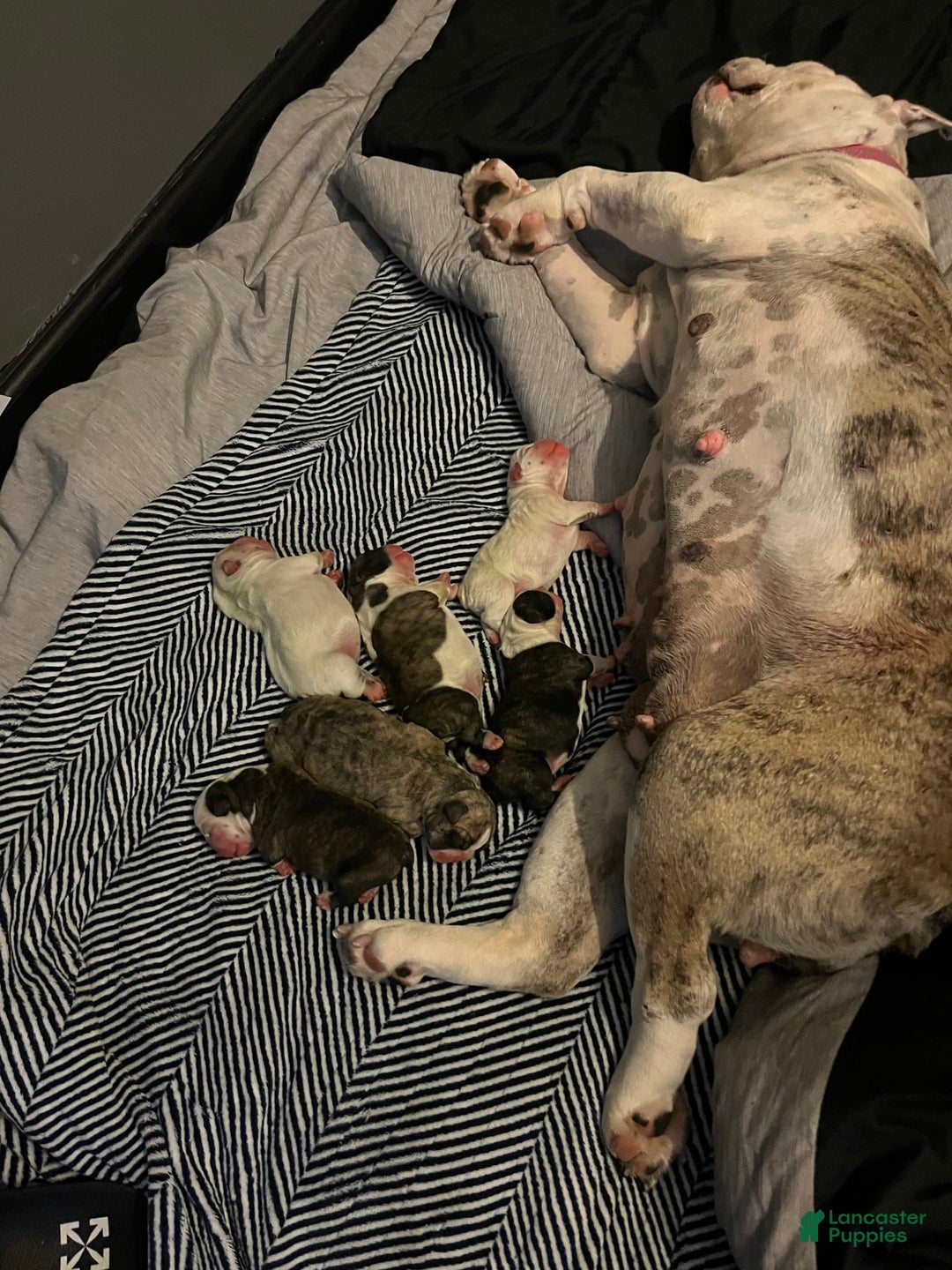 Gallery Image {{count}}