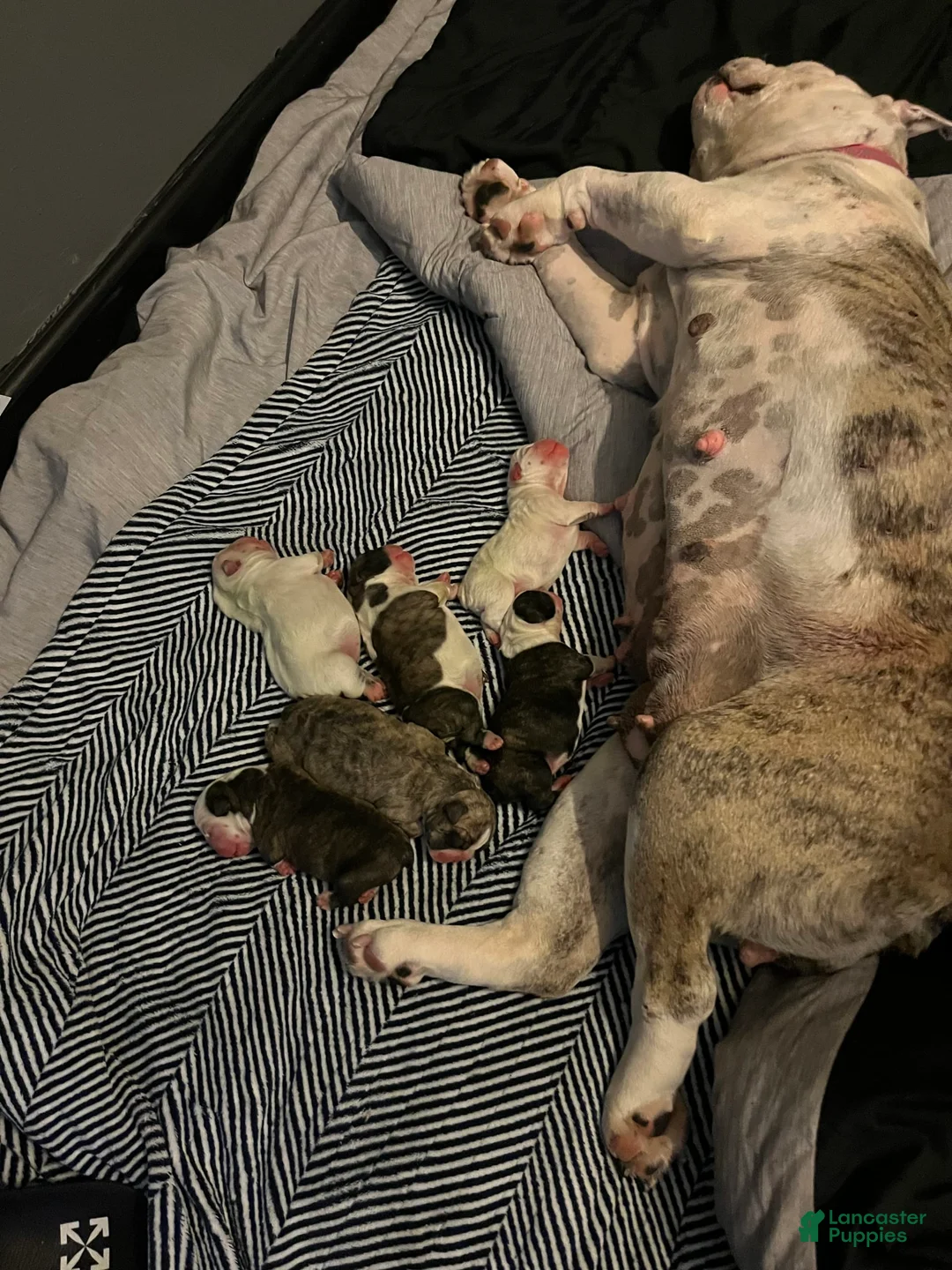 Gallery Image {{count}}