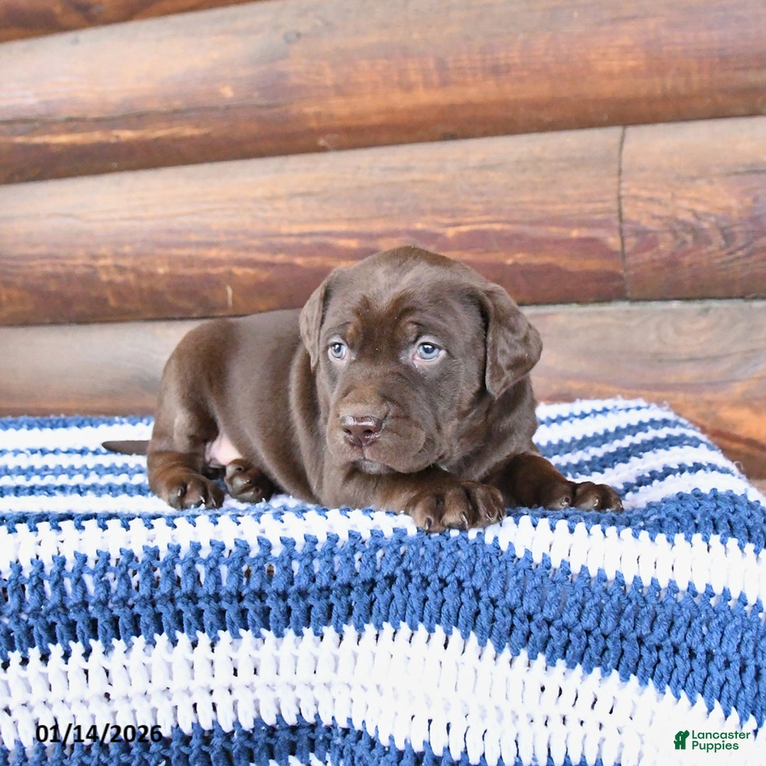 Mixed Breed dogs for sale: Holly - Ad 3