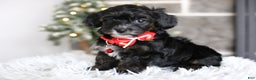 Yorkiepoo dogs for sale: Tinkerbelle - Ad 12