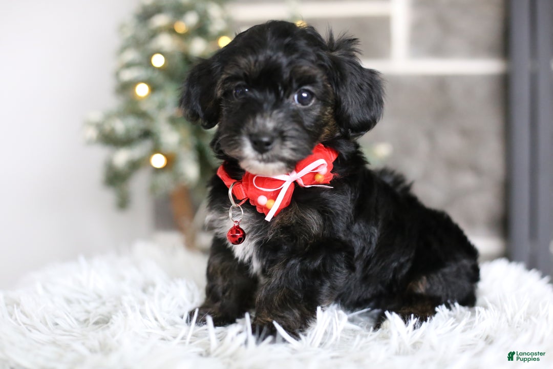 Yorkiepoo dogs for sale: Tinkerbelle - Ad 12