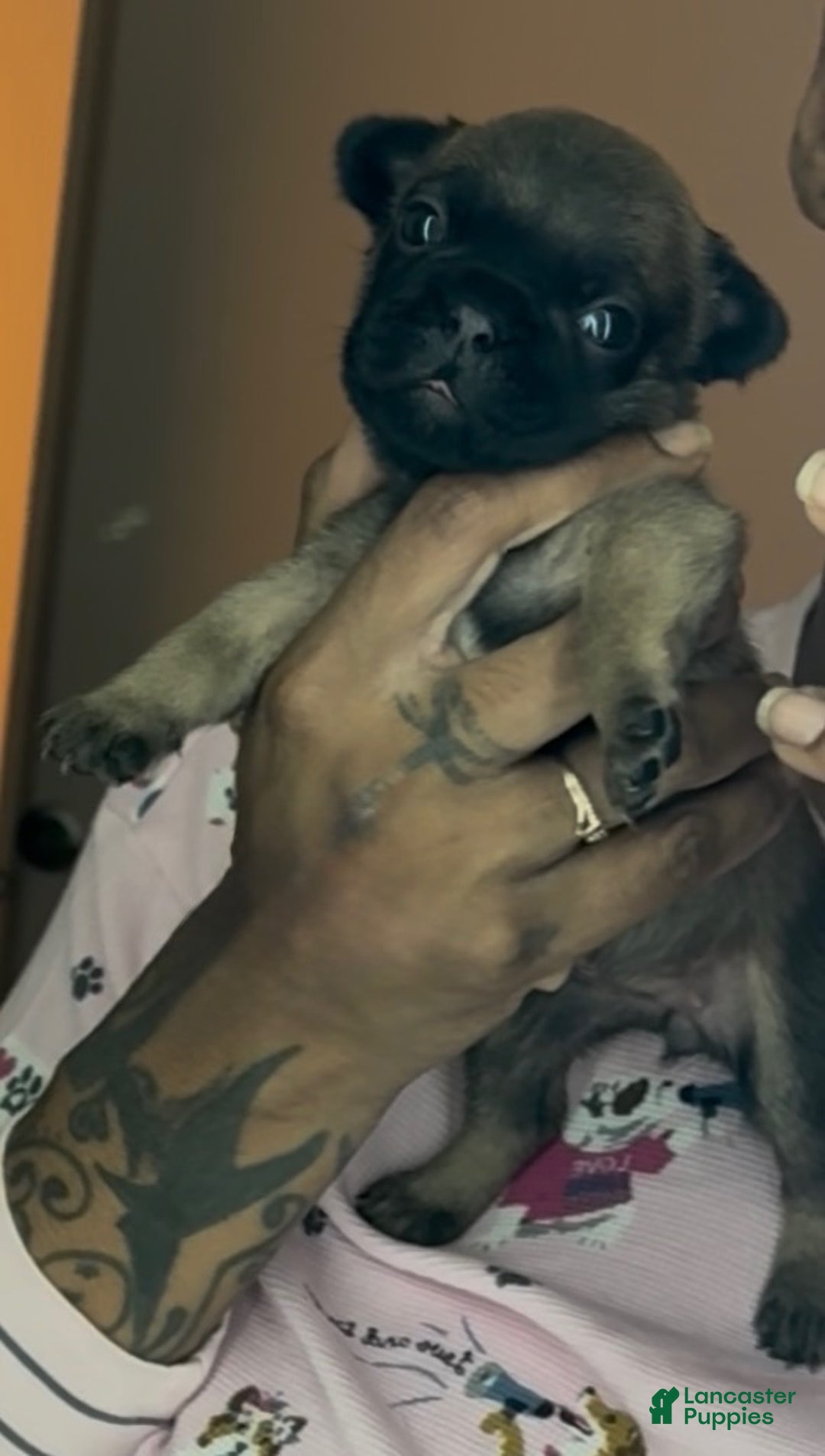 French Bulldog dogs for sale: French Bulldog Puppy 3 - Ad 2