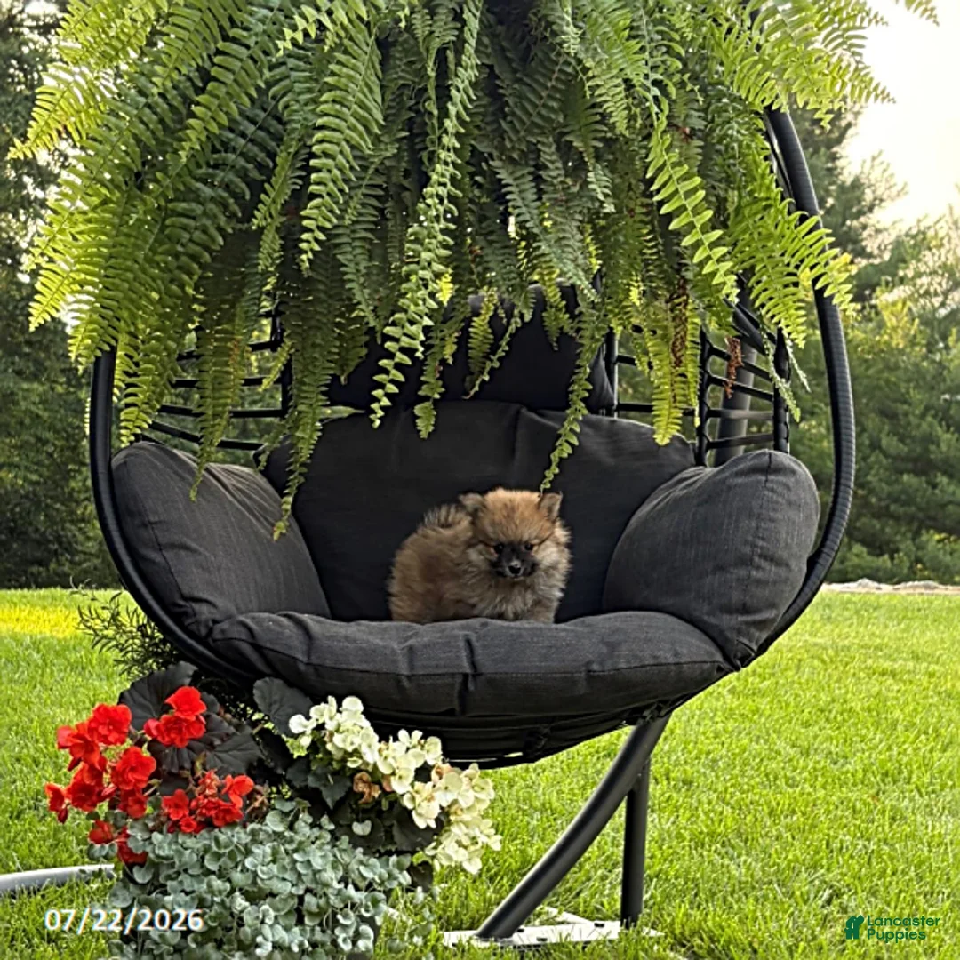 Pomeranian dogs for sale: Justin - Ad 1