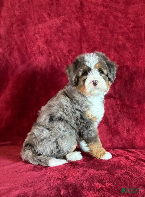 Mini Bernedoodle dogs Bandit - Ad 2