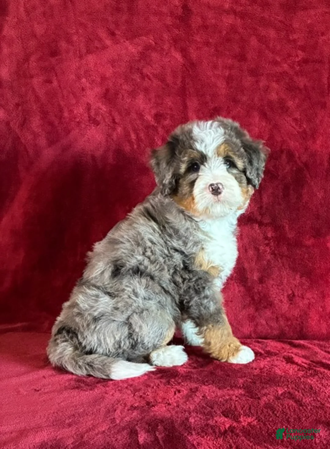 Mini Bernedoodle dogs for sale: Bandit - Ad 2