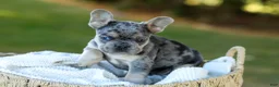 French Bulldog dogs for sale: Chase - Blue Merle - Ad 8