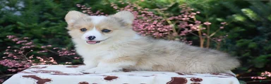 Fancy