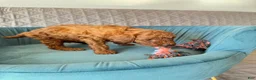 Toy Poodle dogs for sale: Buster - Ad 3