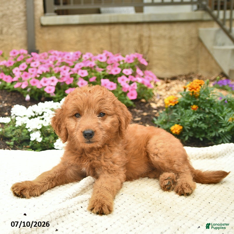 Mini Goldendoodle dogs Lassie  - Ad 2