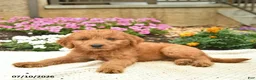 Mini Goldendoodle dogs for sale: Lassie  - Ad 2