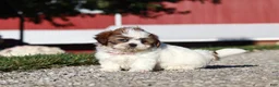Shih Tzu dogs for sale: Julia - Ad 5