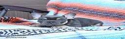 Mixed Breed dogs for sale: Charcoal - Ad 3