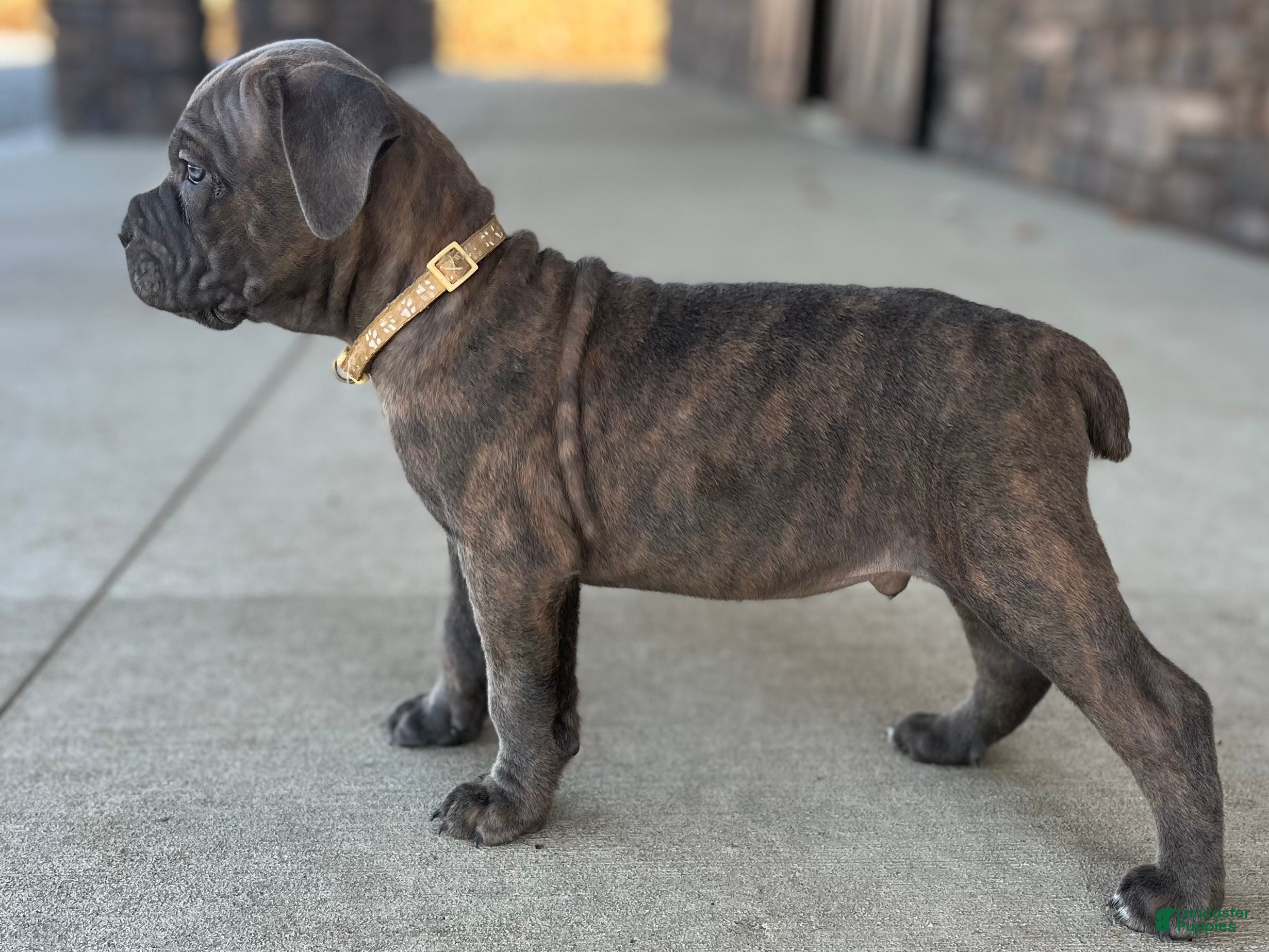 Cane Corso dogs Stan - Ad 1