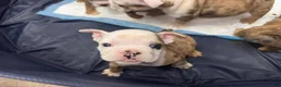 English Bulldog dogs for sale: English Bulldog Puppy 4 - Ad 3