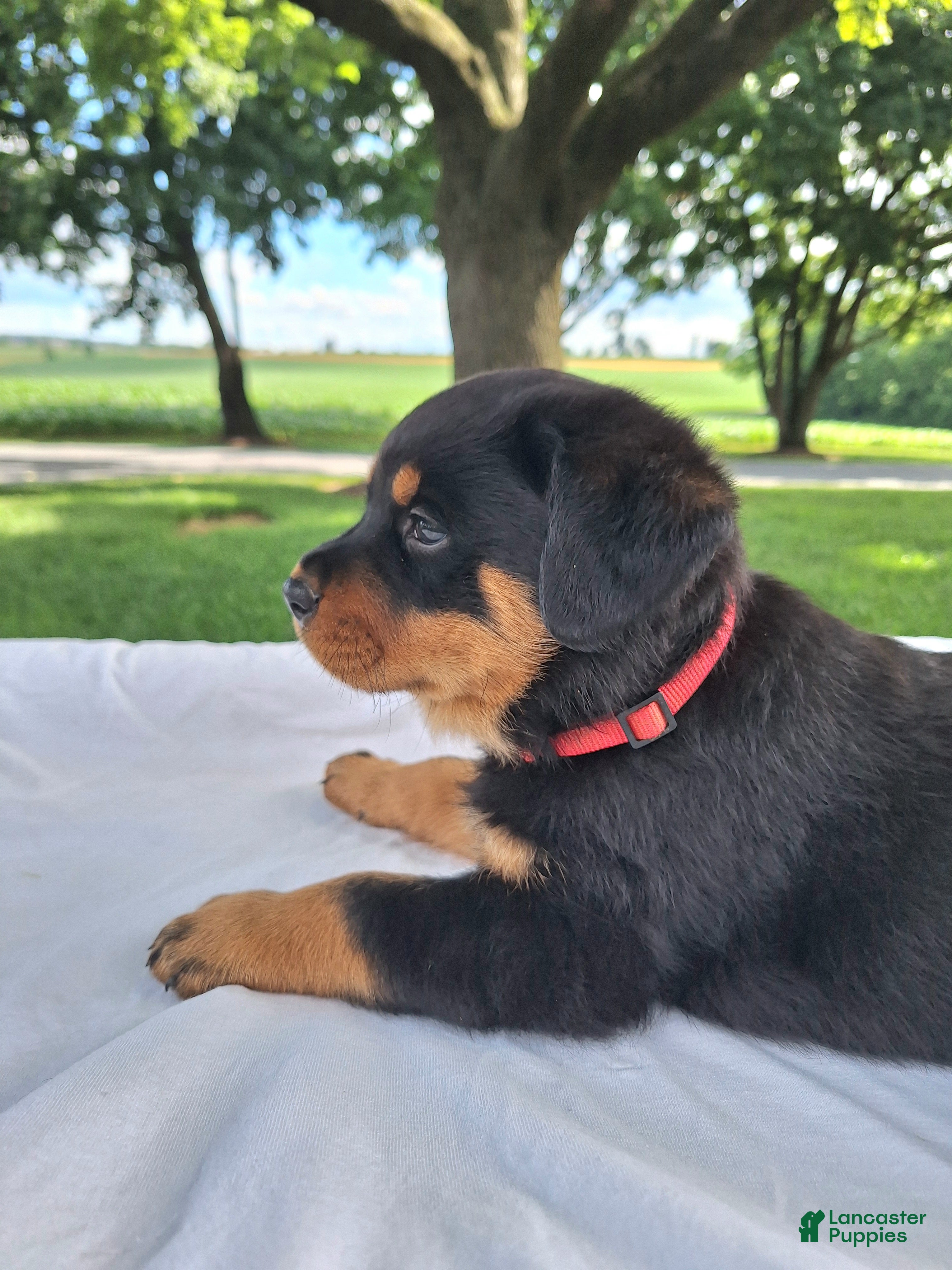 Rottweiler dogs Fritz - Ad 1