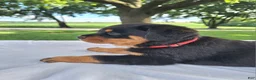 Rottweiler dogs for sale: Fritz - Ad 1
