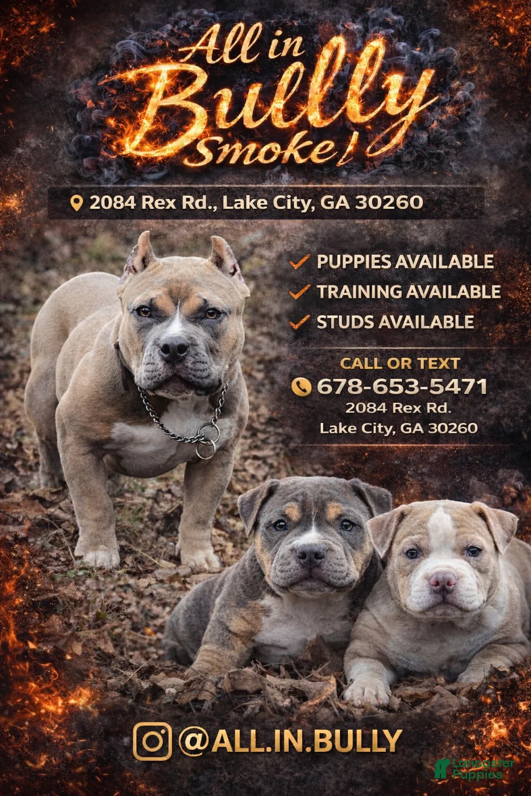American Bully dogs for sale: Big Momma - Ad 3