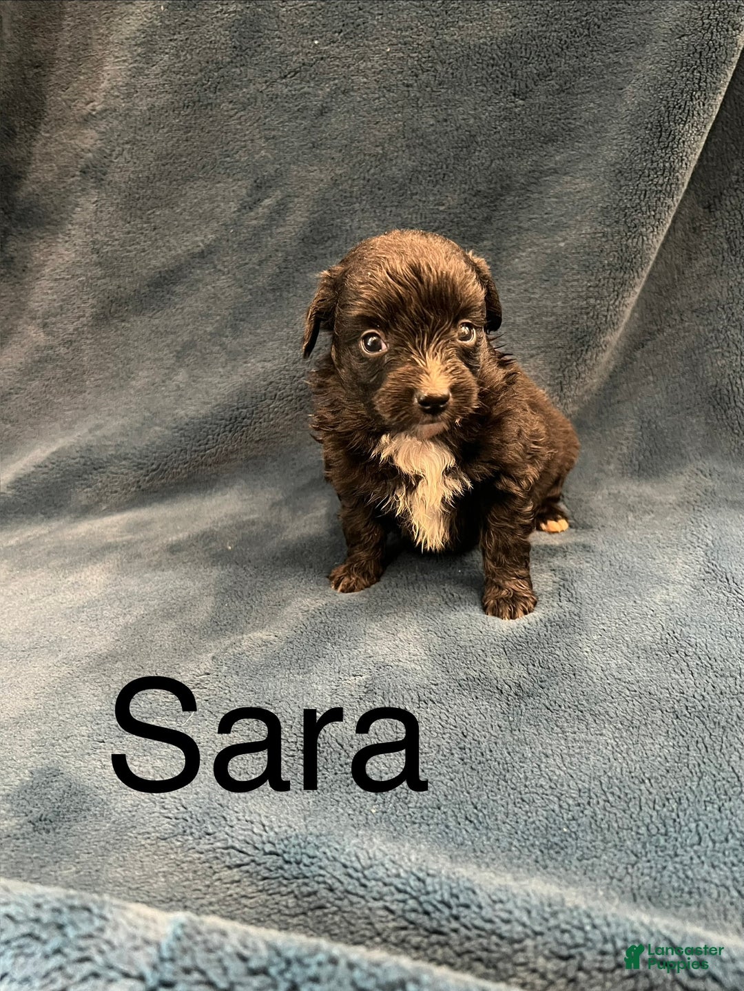 Mixed Breed dogs for sale: Sara - Ad 1